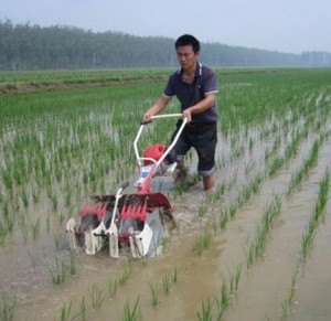 Agriculture tool mini weeder rice weeding machine paddy weeder machine 2rows rice weeding machine paddy field weeder